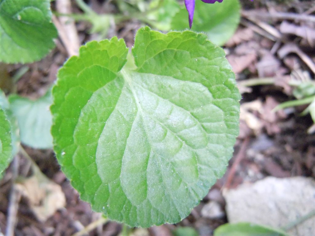 Viola odorata?